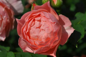 藍(lán)色系月季哪個(gè)品種最好